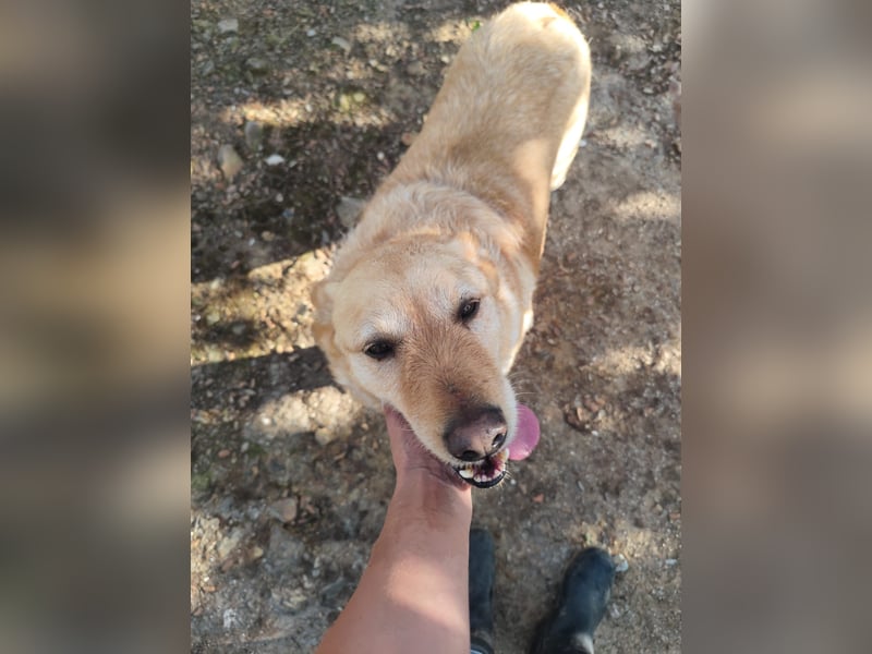 älterer, ruhiger und sehr freundlicher Labrador-Mix