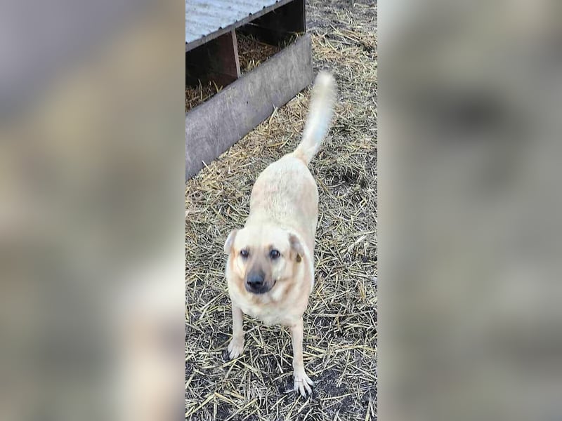 LYSETT ♥ - Gerettet aus Horror Tötung Slatina, Ostern'22