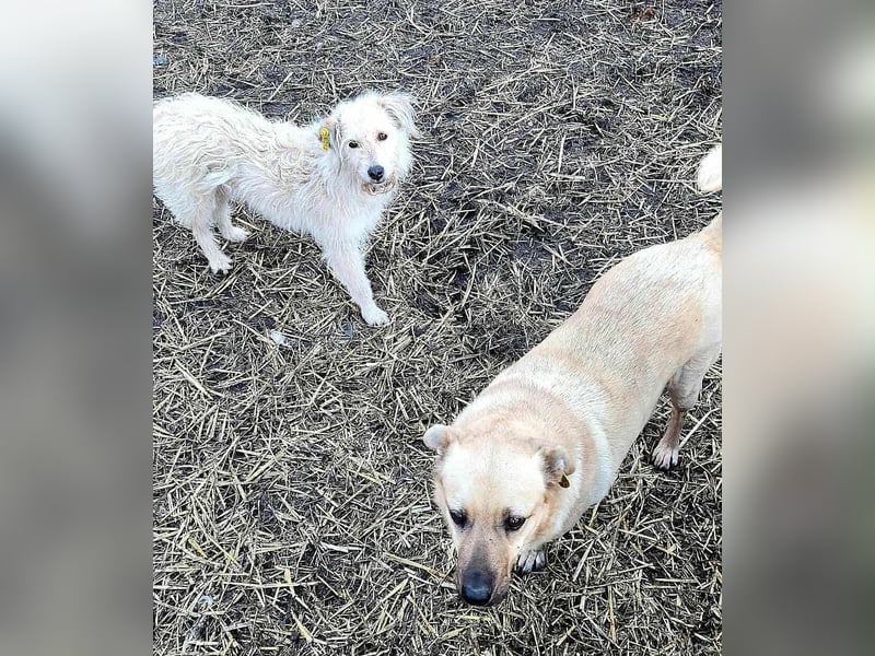 LYSETT ♥ - Gerettet aus Horror Tötung Slatina, Ostern'22