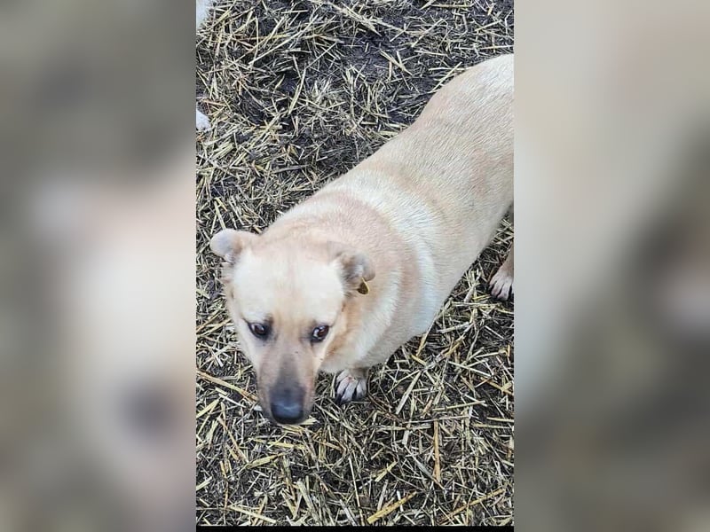 LYSETT ♥ - Gerettet aus Horror Tötung Slatina, Ostern'22