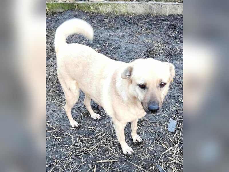 LYSETT ♥ - Gerettet aus Horror Tötung Slatina, Ostern'22