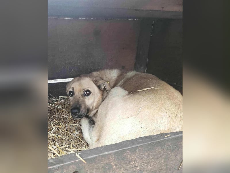 LYSETT ♥ - Gerettet aus Horror Tötung Slatina, Ostern'22