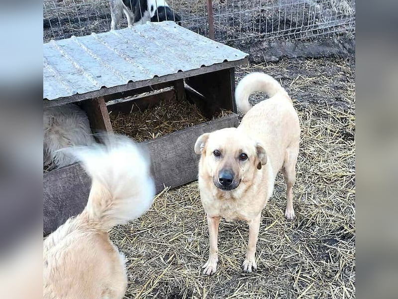 LYSETT ♥ - Gerettet aus Horror Tötung Slatina, Ostern'22