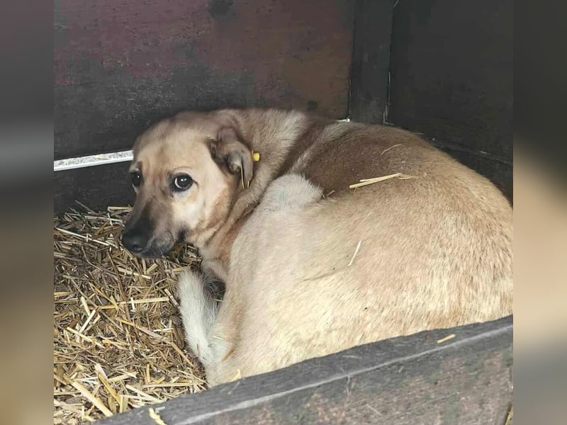 LYSETT ♥ - Gerettet aus Horror Tötung Slatina, Ostern'22