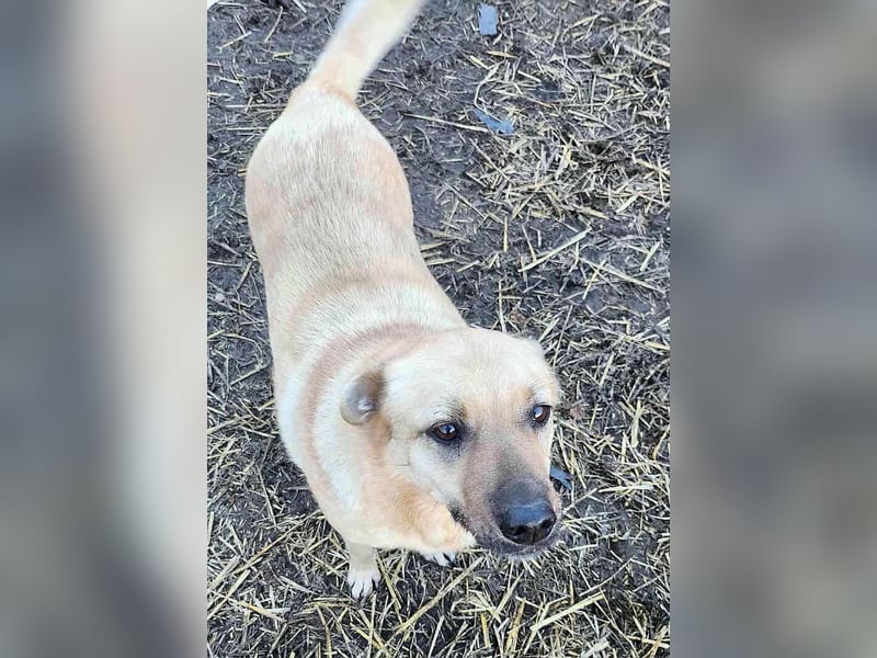 LYSETT ♥ - Gerettet aus Horror Tötung Slatina, Ostern'22