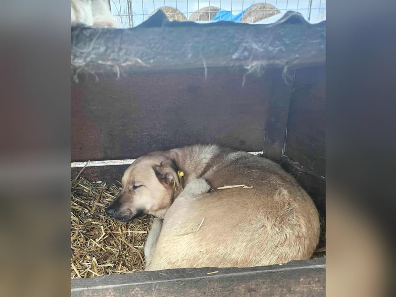 LYSETT ♥ - Gerettet aus Horror Tötung Slatina, Ostern'22