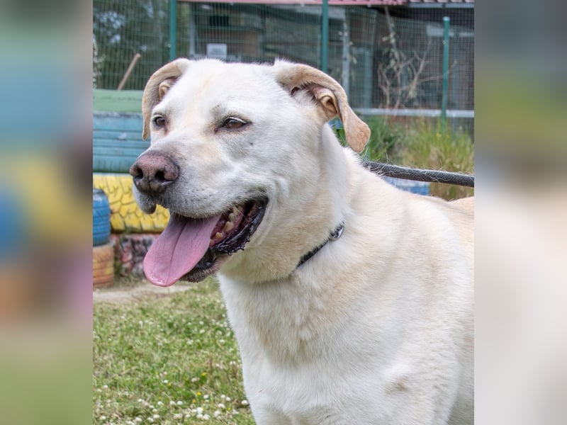 Lucas - ein aktiver Begleiter