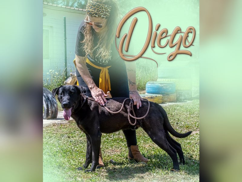 Diego - jung und verspielt