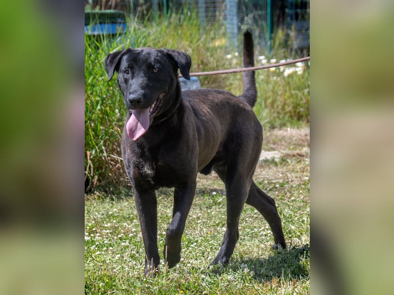 Diego - jung und verspielt