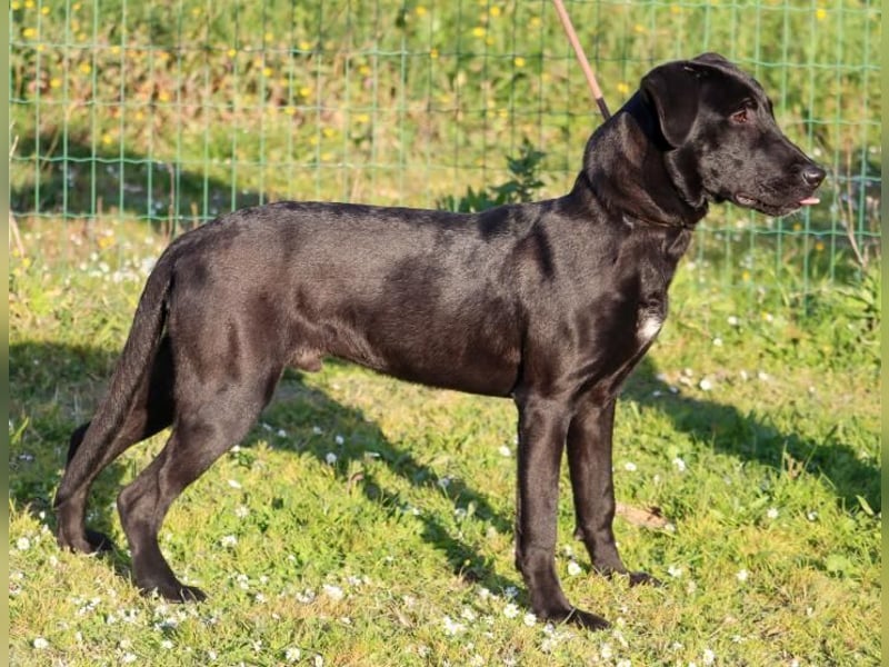 Diego - jung und verspielt