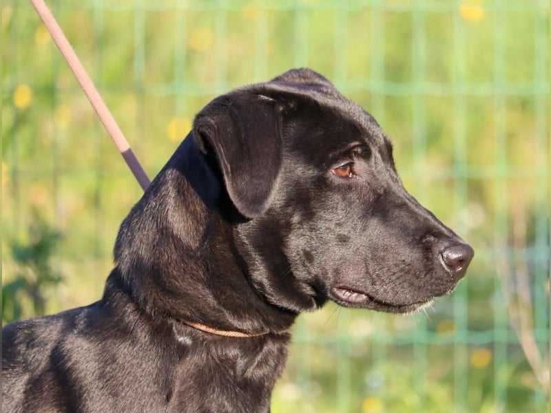 Diego - jung und verspielt