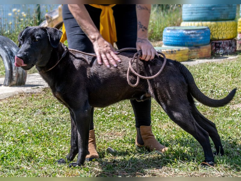 Diego - jung und verspielt