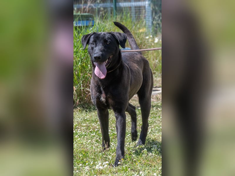 Diego - jung und verspielt