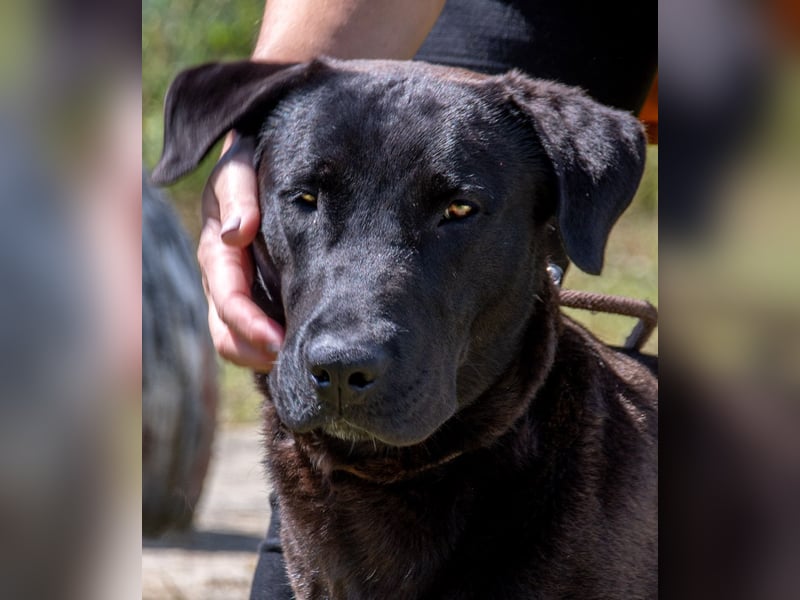 Diego - jung und verspielt