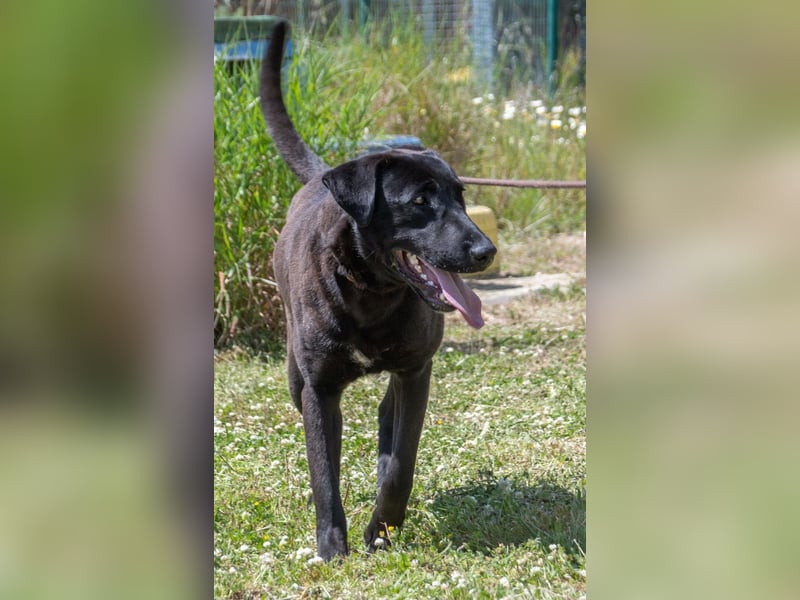 Diego - jung und verspielt