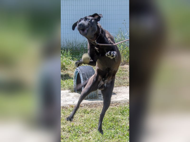 Diego - jung und verspielt