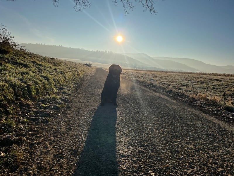 Labrador Showlinie Deckrüde 5 Jahre