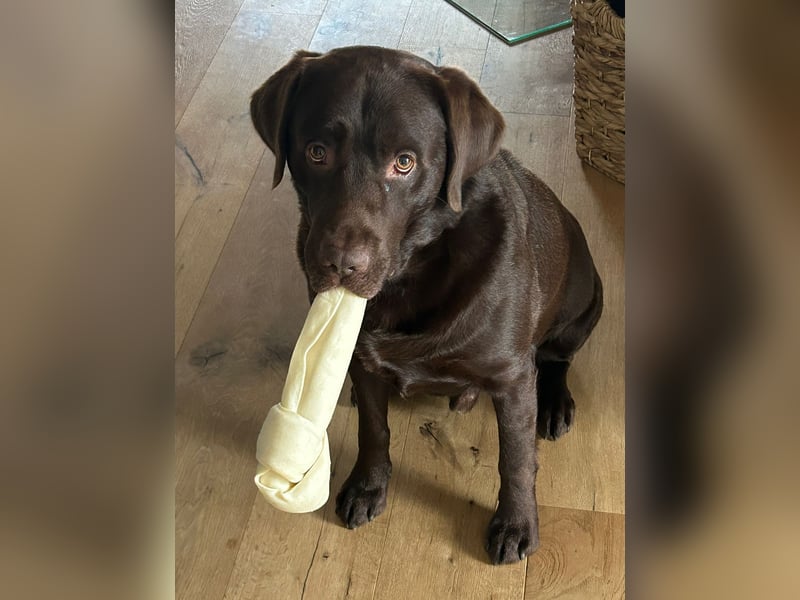 Labrador Showlinie Deckrüde 5 Jahre