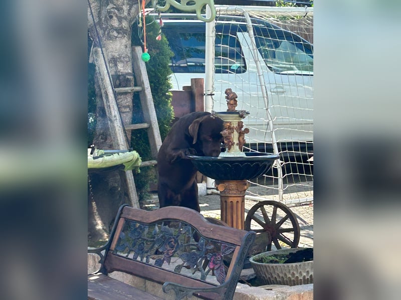 Labrador Showlinie Deckrüde 5 Jahre