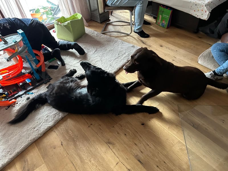 Labrador Showlinie Deckrüde 5 Jahre