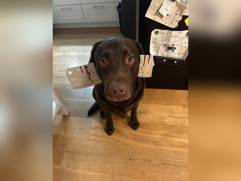 Labrador Showlinie Deckrüde 5 Jahre