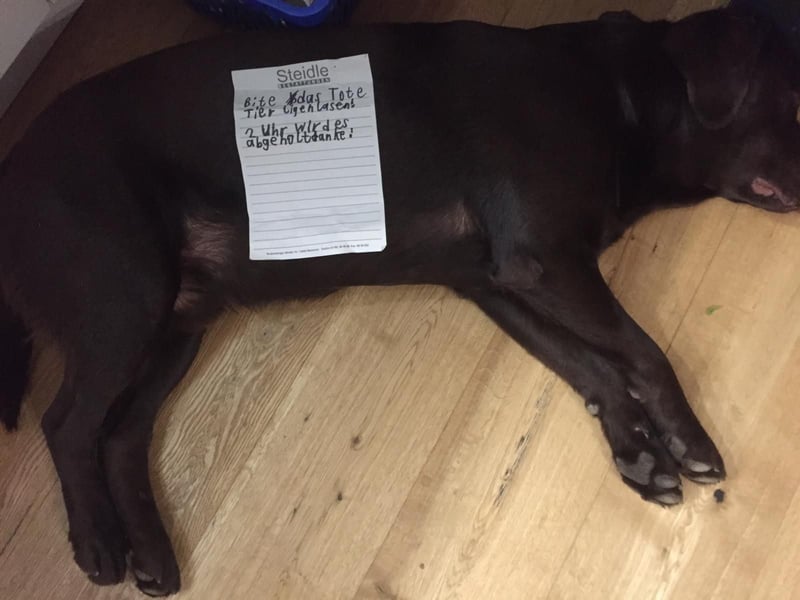 Labrador Showlinie Deckrüde 5 Jahre