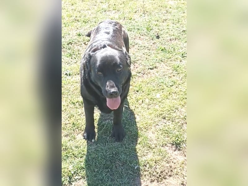 Dorian, a.d.Tierschutz, sucht Herzensmenschen