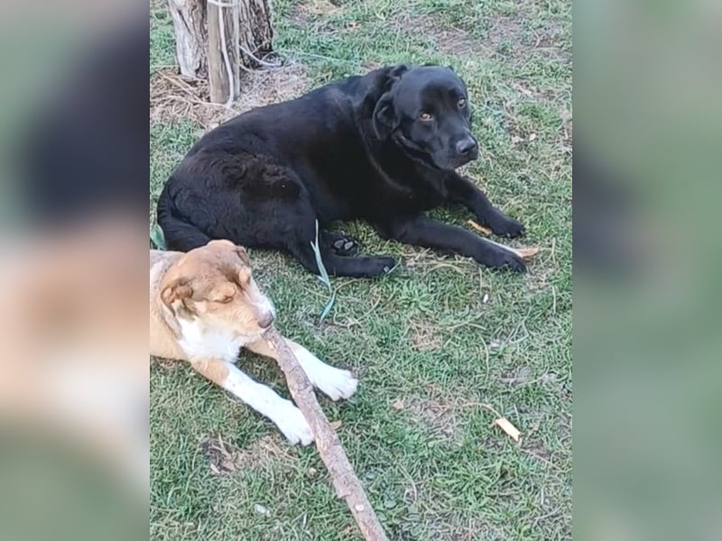 Dorian, a.d.Tierschutz, sucht Herzensmenschen