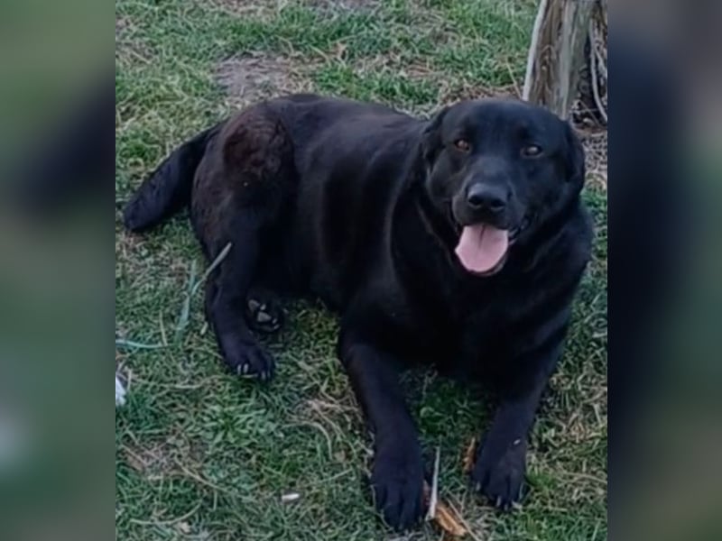 Dorian, a.d.Tierschutz, sucht Herzensmenschen