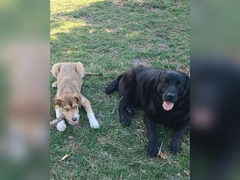 Dorian, a.d.Tierschutz, sucht Herzensmenschen