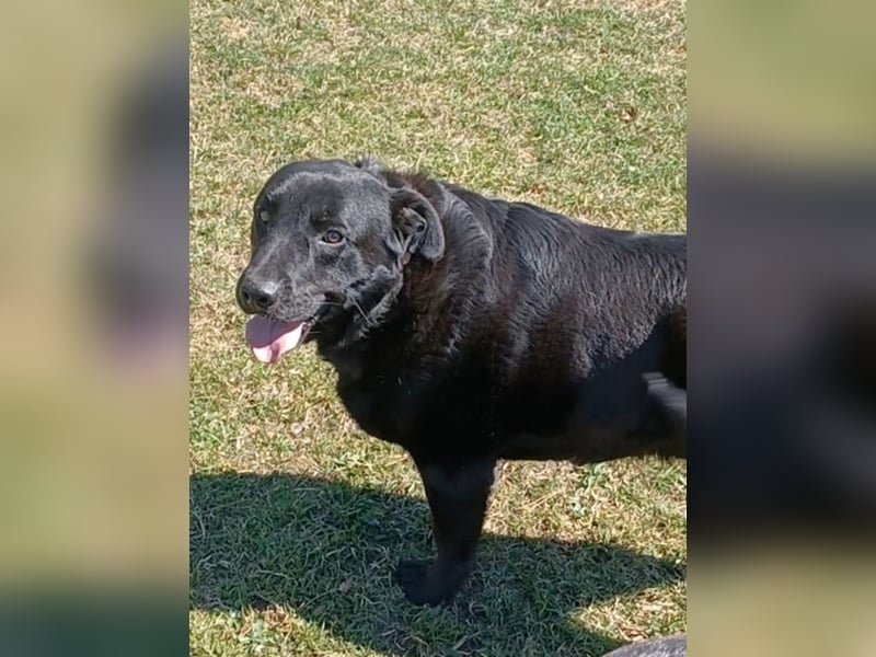 Dorian, a.d.Tierschutz, sucht Herzensmenschen