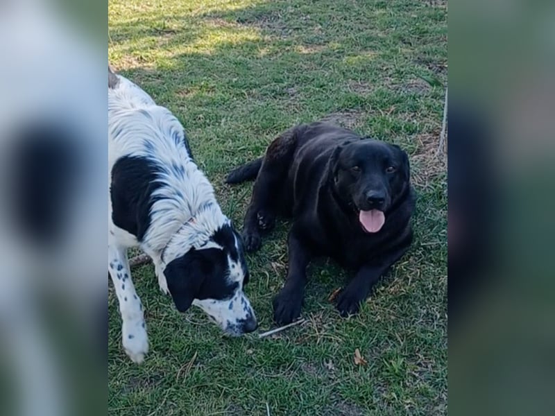 Dorian, a.d.Tierschutz, sucht Herzensmenschen