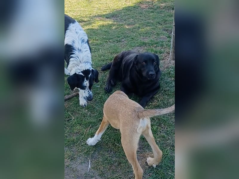 Dorian, a.d.Tierschutz, sucht Herzensmenschen