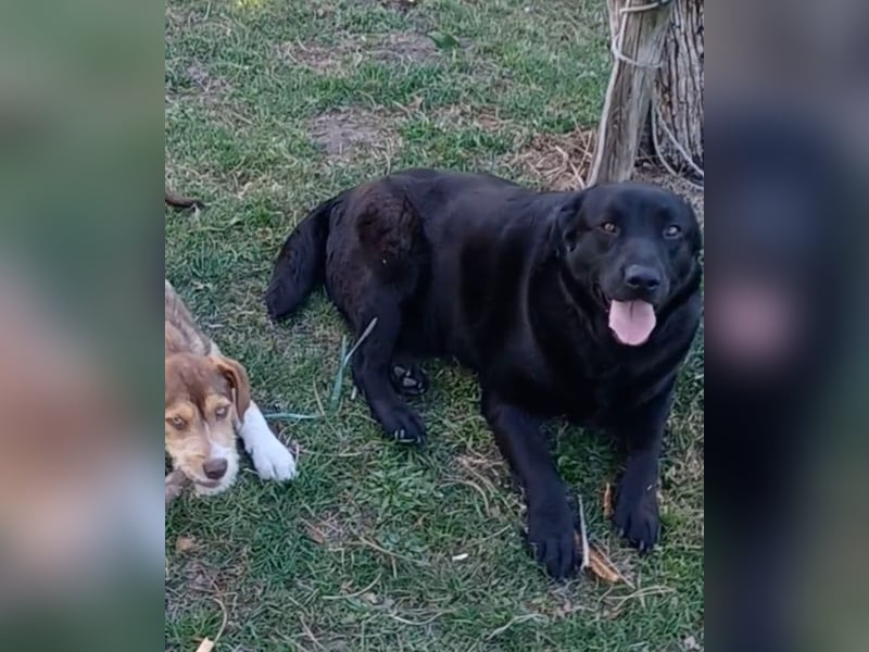 Dorian, a.d.Tierschutz, sucht Herzensmenschen