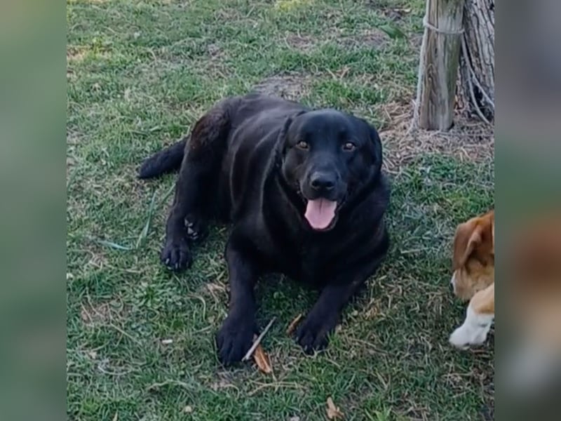 Dorian, a.d.Tierschutz, sucht Herzensmenschen