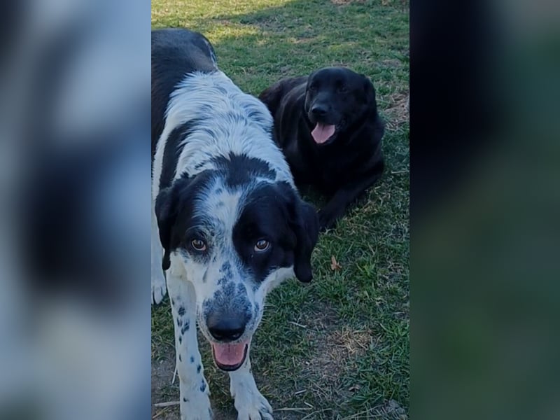 Dorian, a.d.Tierschutz, sucht Herzensmenschen