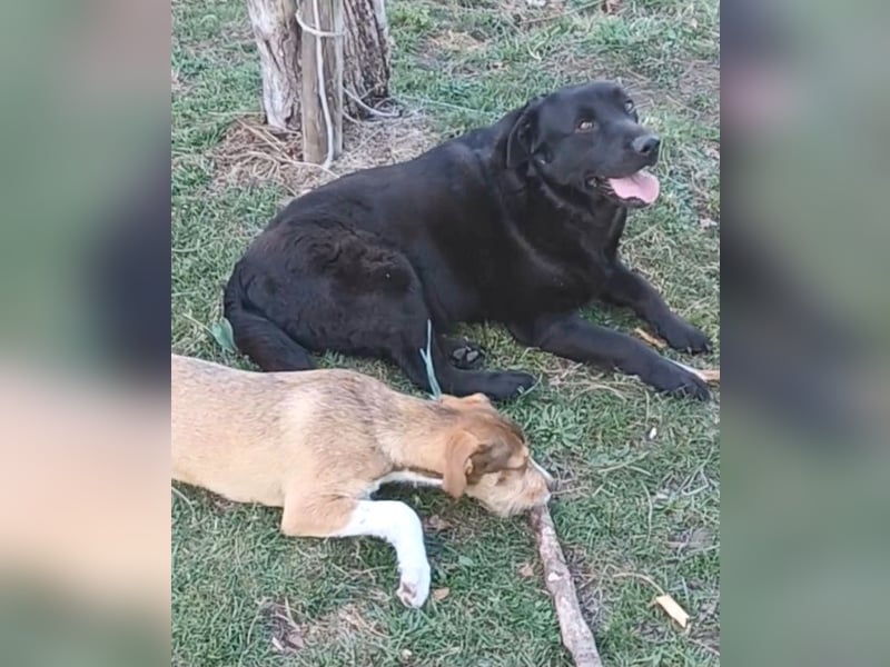 Dorian, a.d.Tierschutz, sucht Herzensmenschen