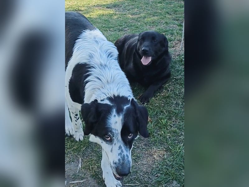 Dorian, a.d.Tierschutz, sucht Herzensmenschen