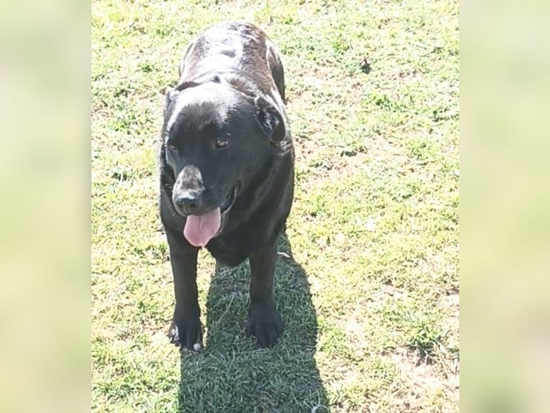 Dorian, a.d.Tierschutz, sucht Herzensmenschen