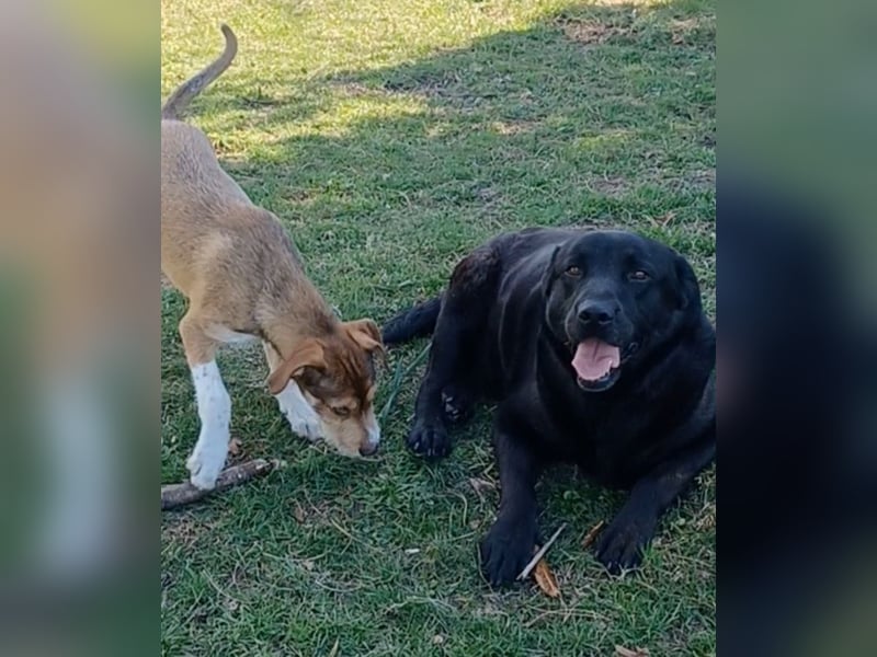 Dorian, a.d.Tierschutz, sucht Herzensmenschen