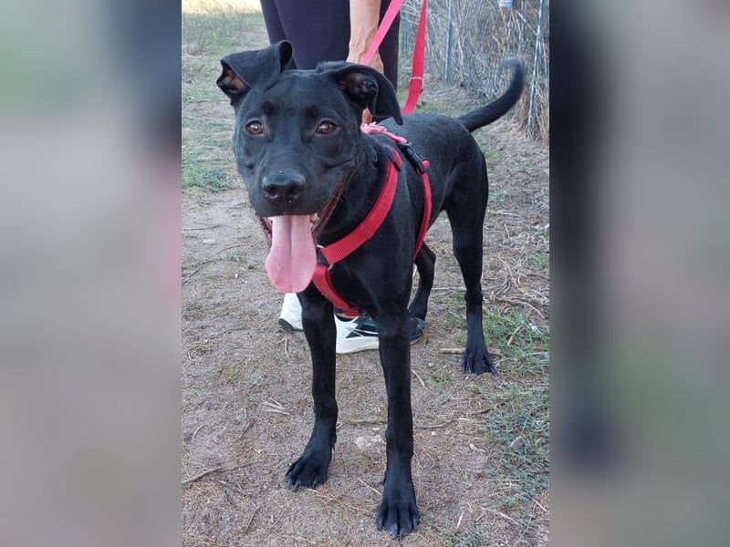 Nerone - ich geh` mit dir durch dick und dünn Nerone - ich geh` mit dir durch dick und dünn