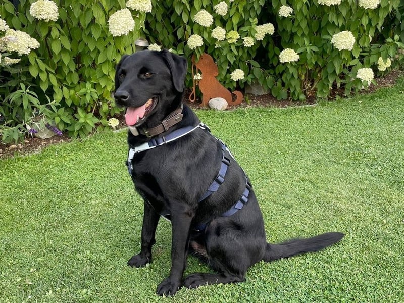 Carmelo - wer nimmt mich an die Pfote?