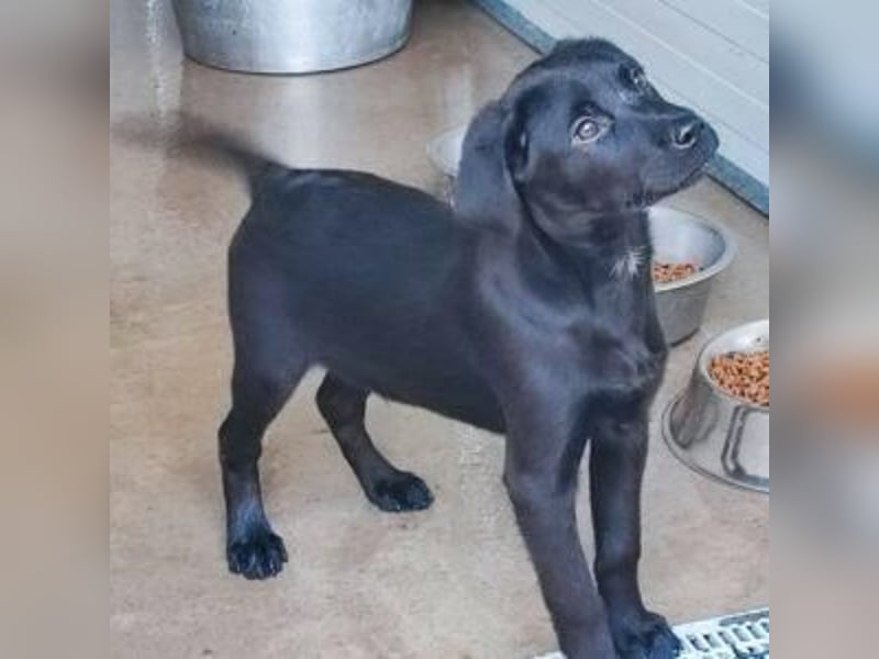 Carmelo - wer nimmt mich an die Pfote?