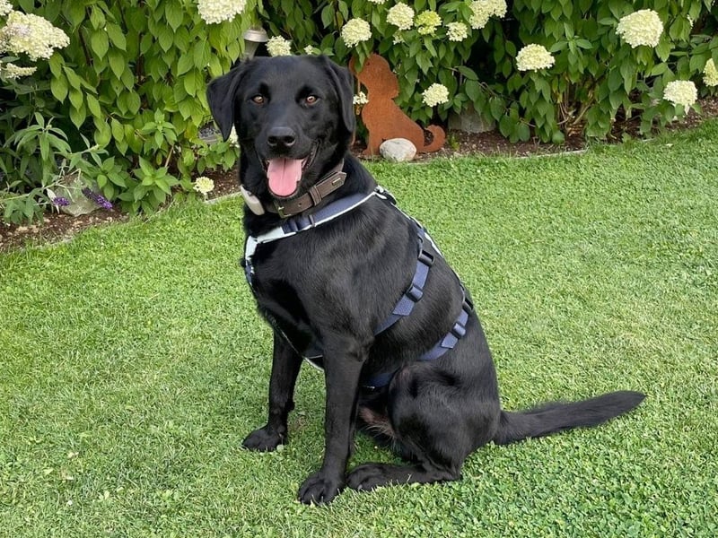 Carmelo - wer nimmt mich an die Pfote?