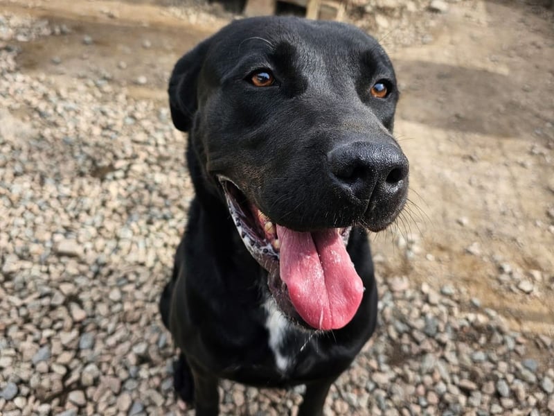 Nerone - ich geh` mit dir durch dick und dünn Nerone - ich geh` mit dir durch dick und dünn