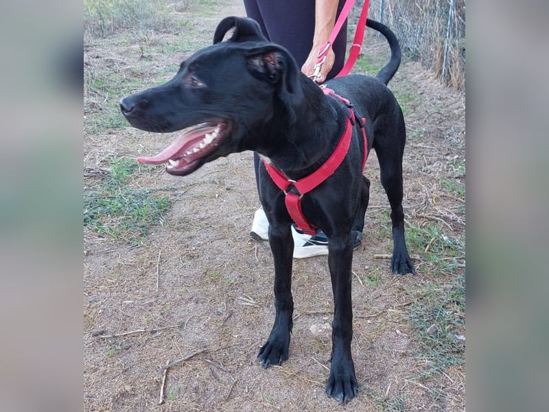 Nerone - ich geh` mit dir durch dick und dünn Nerone - ich geh` mit dir durch dick und dünn