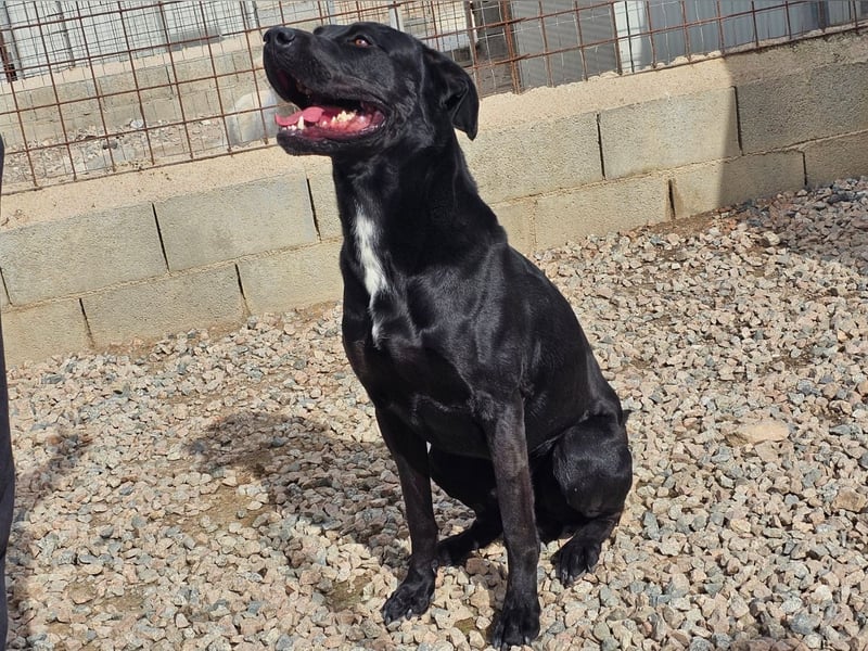 Nerone - ich geh` mit dir durch dick und dünn Nerone - ich geh` mit dir durch dick und dünn