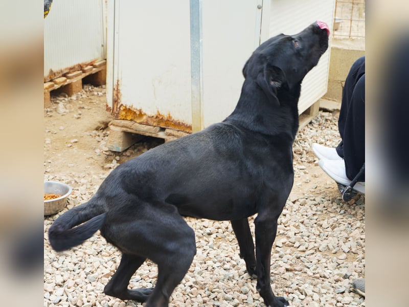 Nerone - ich geh` mit dir durch dick und dünn Nerone - ich geh` mit dir durch dick und dünn