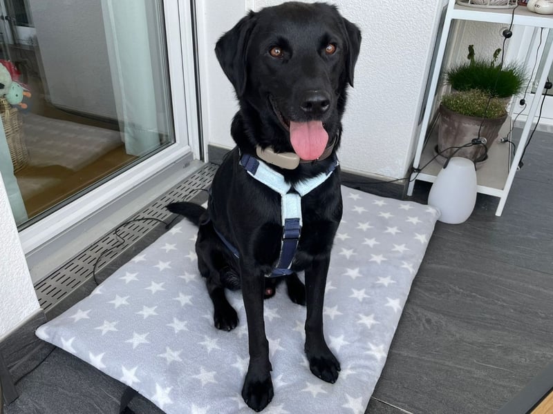 Carmelo - wer nimmt mich an die Pfote?