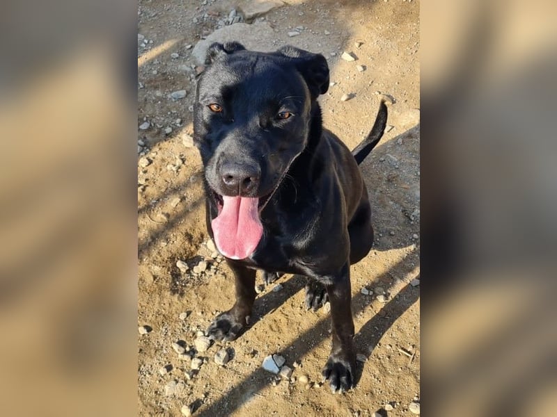 Nerone - ich geh` mit dir durch dick und dünn Nerone - ich geh` mit dir durch dick und dünn